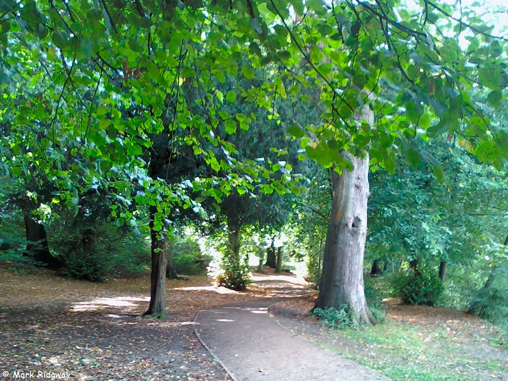Woodland in Priory Park (5), Рейгейт