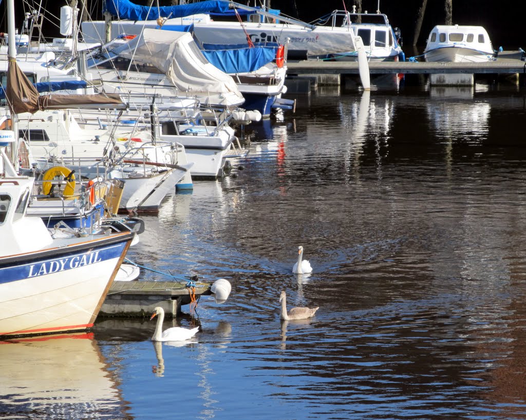 Swans in Roker Marina, Сандерленд