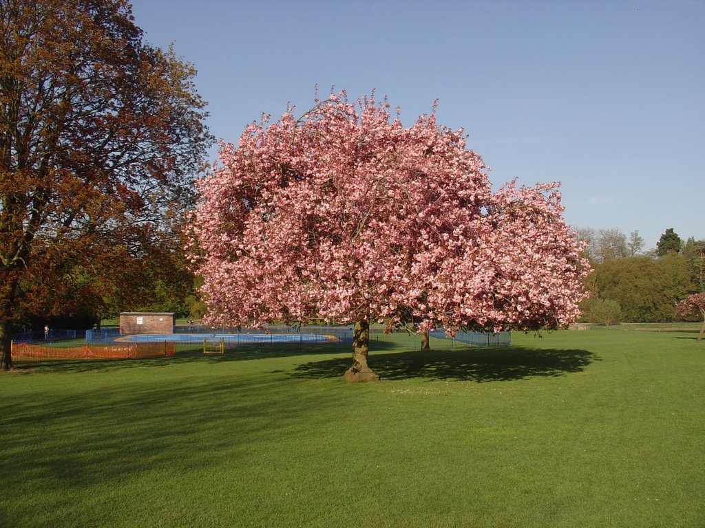 cherry tree blossom verulam park, Сант-Албанс