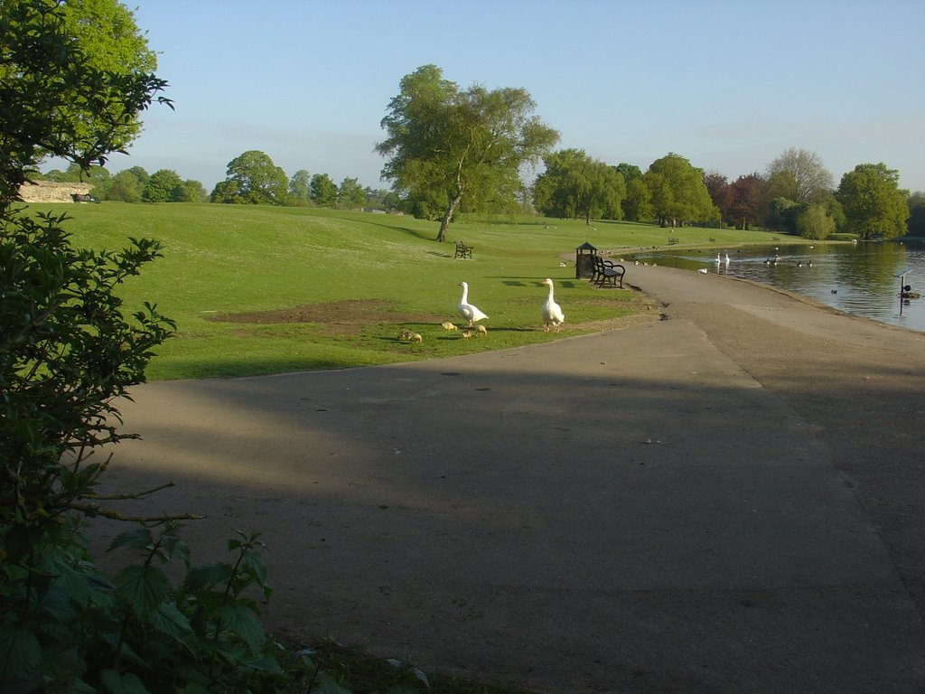 Geese with Goslings - Verulam Park, St Albans, Сант-Албанс