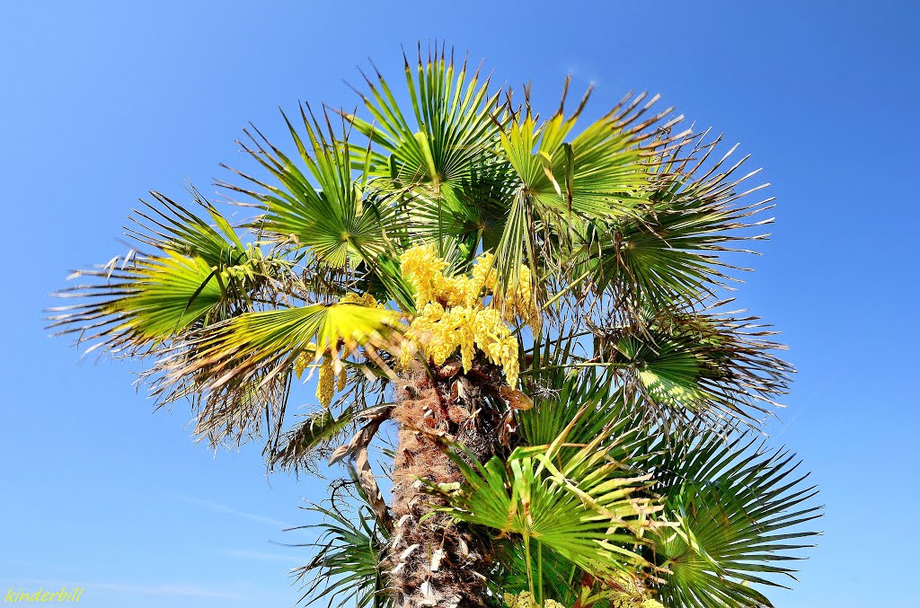 "Palm Blossom" westcliff-on-sea. essex. may 2014, Саутенд-он-Си