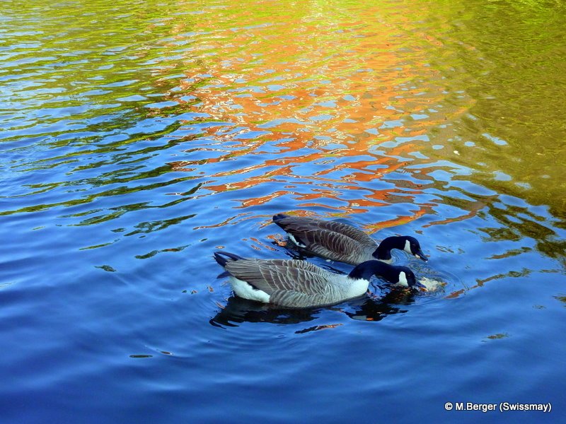 mb - On the Canal in Sale - Branta canadensis - Canadian goose, Сейл