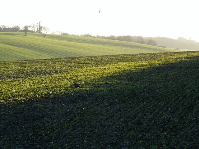 Sittingbourne fields, Ситтингборн