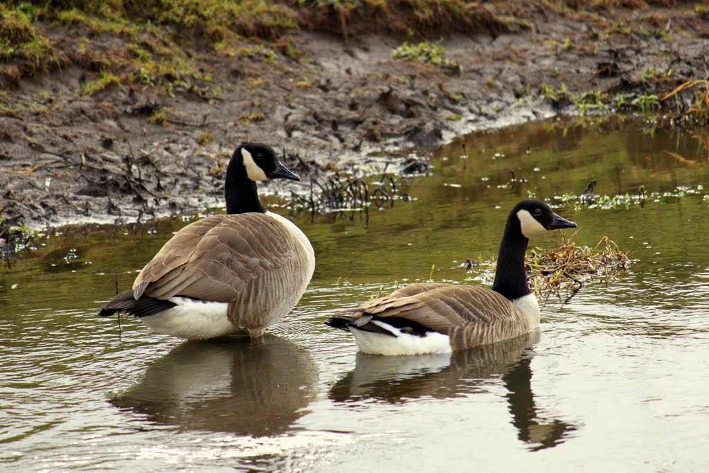 Canadian geese, Стаффорд