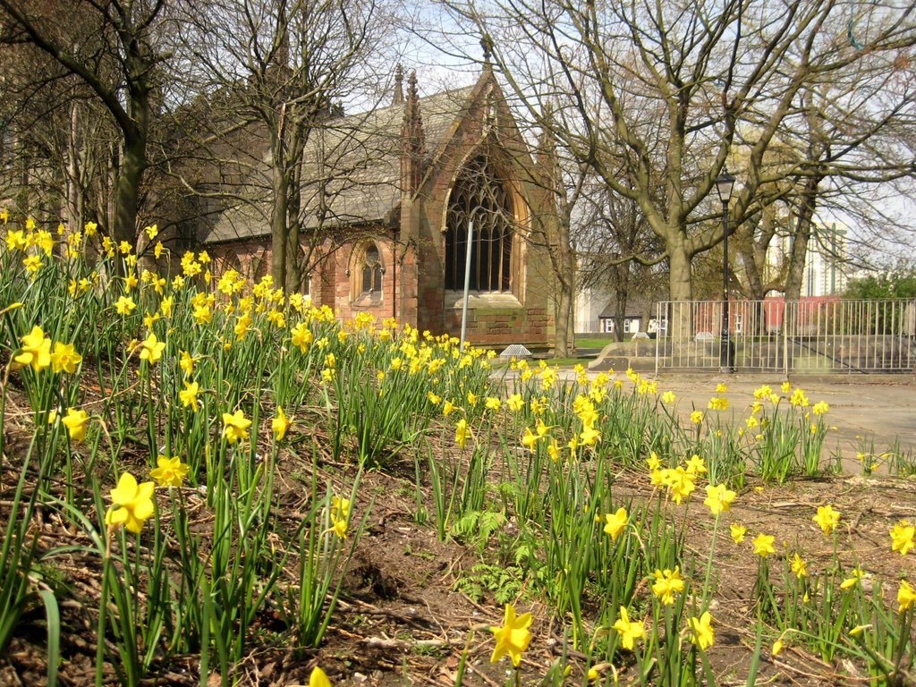 St. Marys Church daffodils, Стокпорт