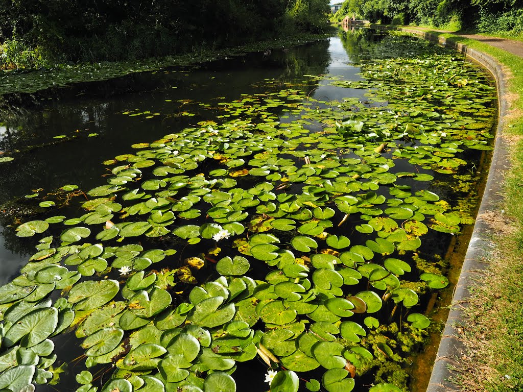 Stourbridge Canal, Стоурбридж