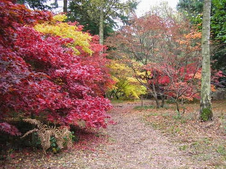 Autumn Maples at Queenswood, Стретфорд