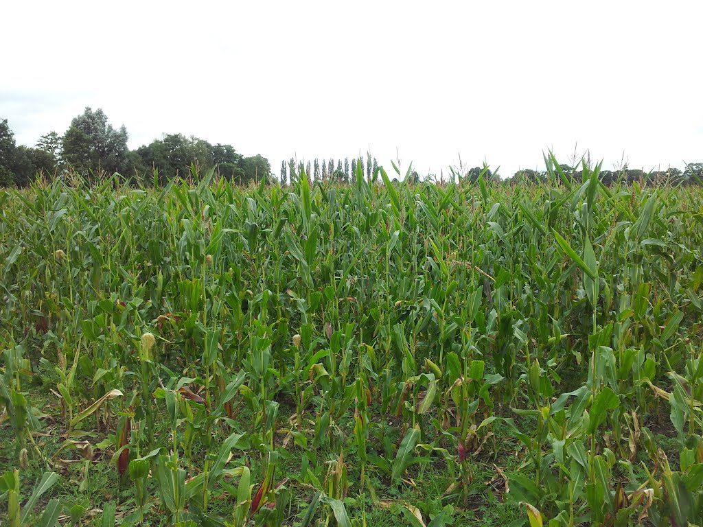 Corn crop in Leominster, Стретфорд
