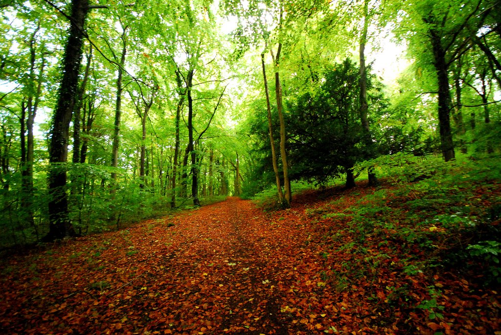 Standish Wood In Autumn, Строуд