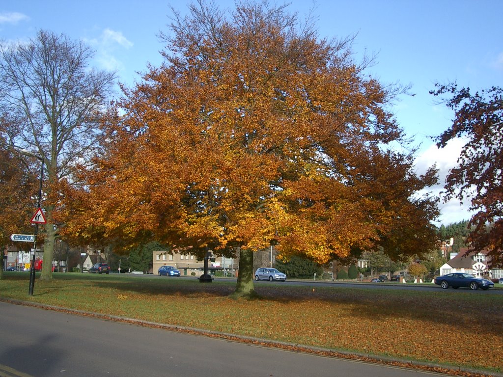 Harpenden Beech Tree, Харпенден