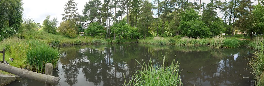 Harpenden Common, Southdown ponds (June 2012), Харпенден