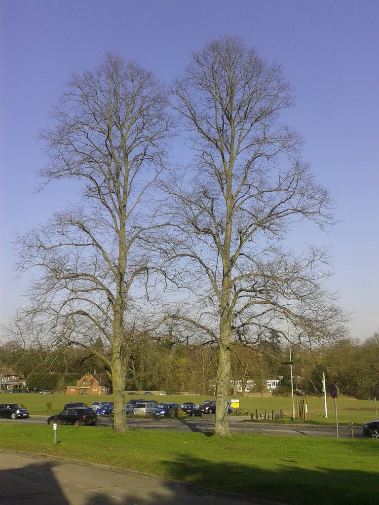 Leyton Road twin Lime trees (March), Харпенден