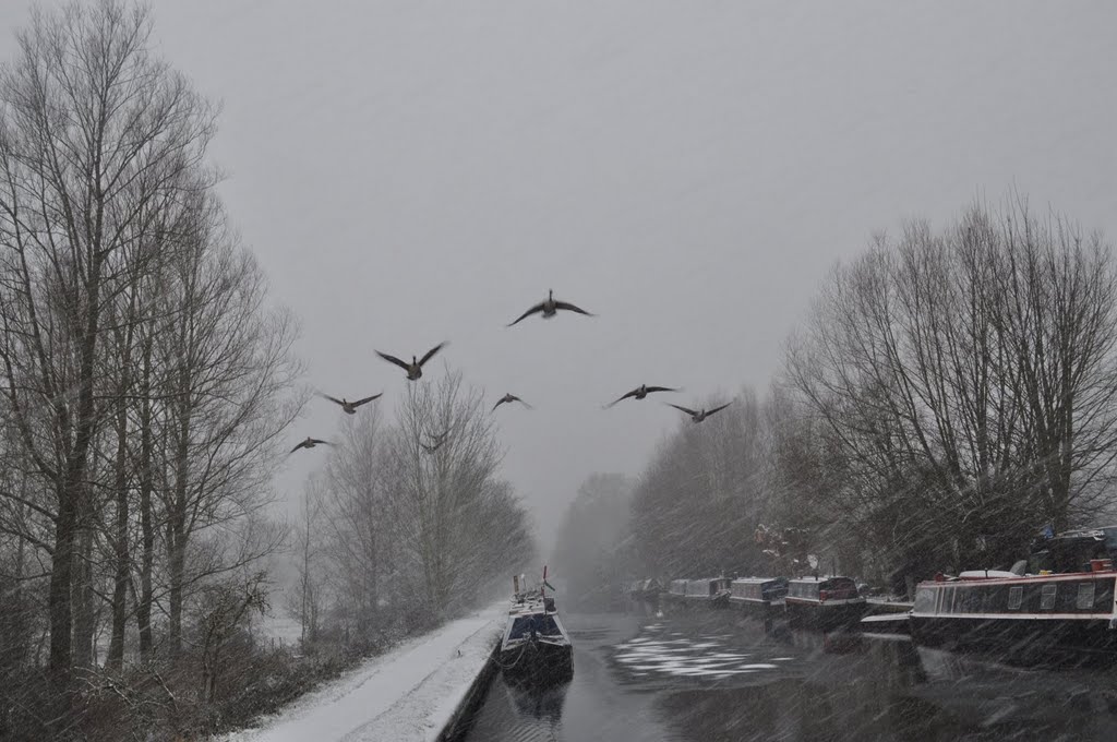 Geese over Grand Union Canal, Хемел-Хемпстед