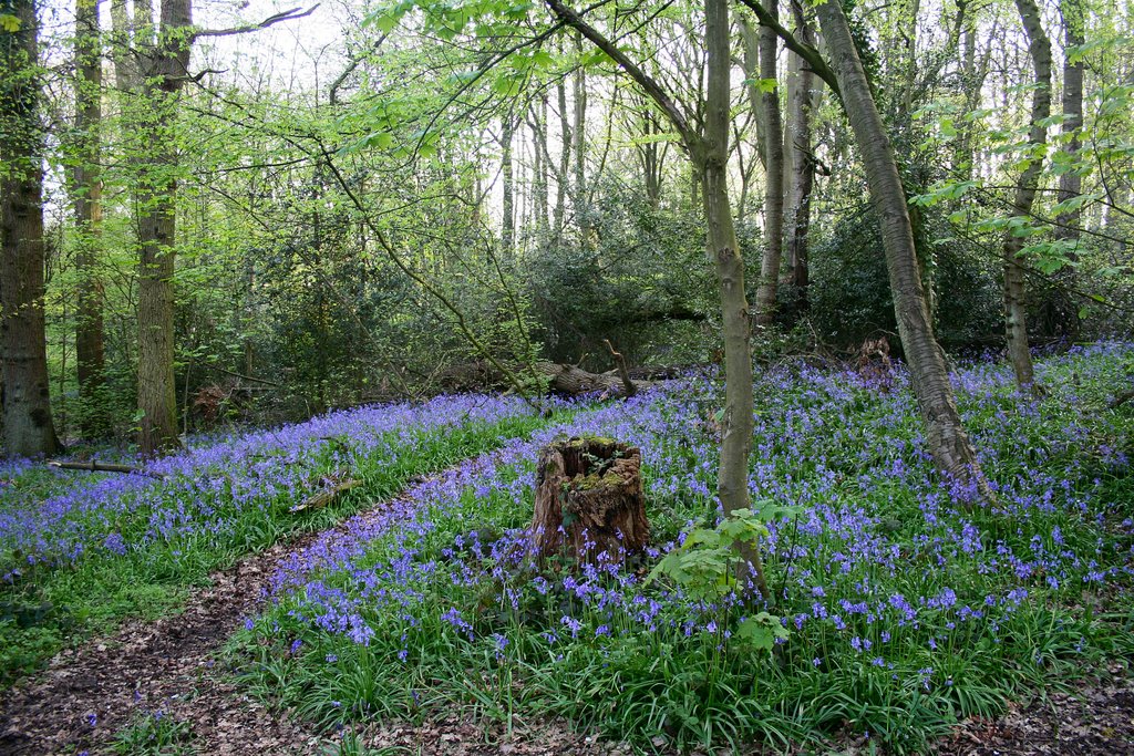 Bluebells in Warners End Wood, Хемел-Хемпстед