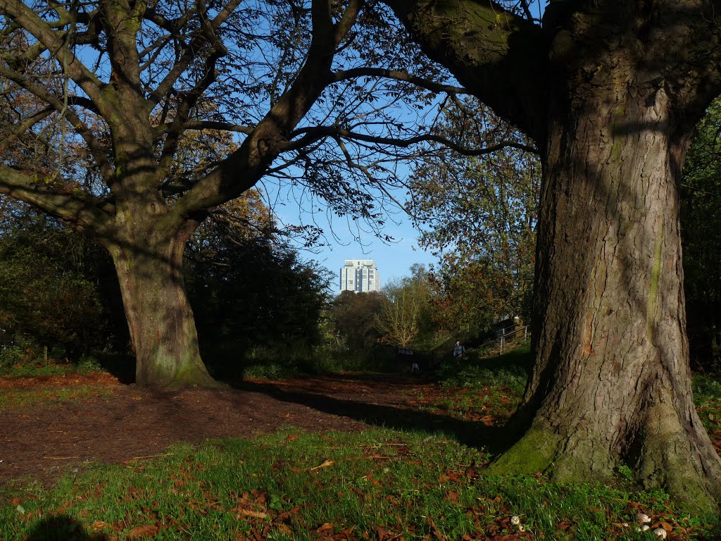 Kodak Building between chestnut trees (November 2013), Хемел-Хемпстед