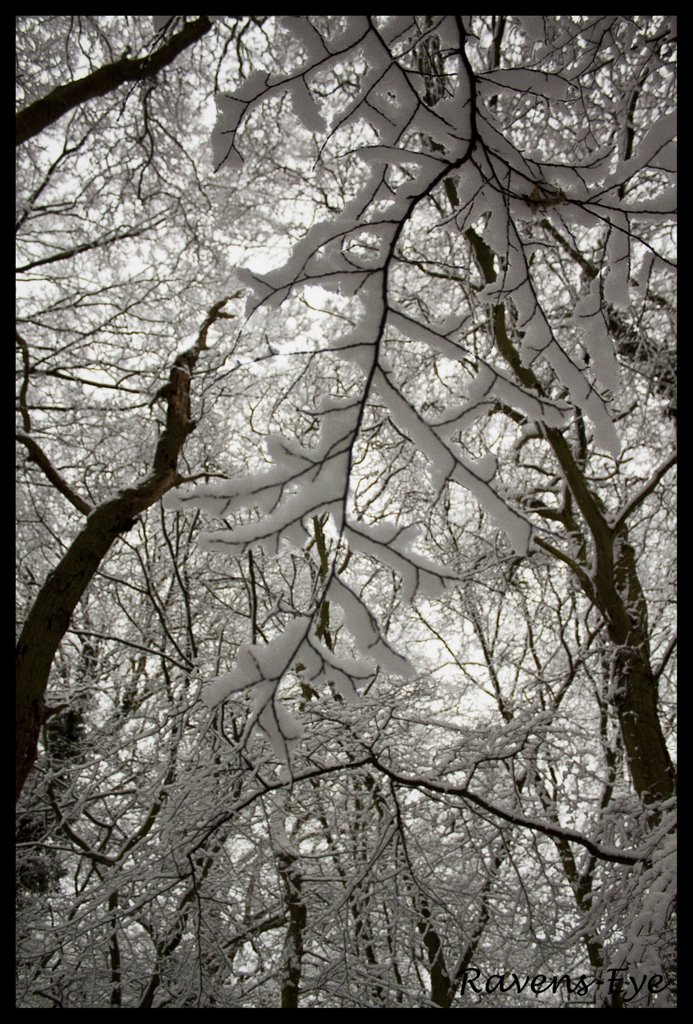 Snow Leaf, Хертфорд