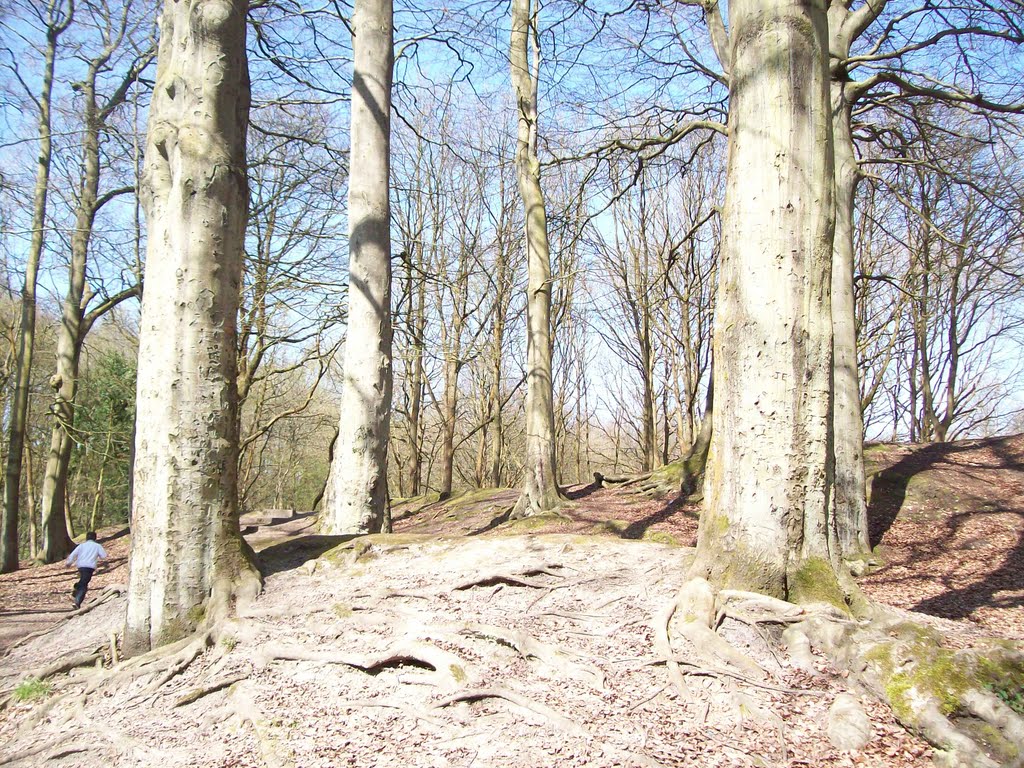 mound and beeches, Хиндли