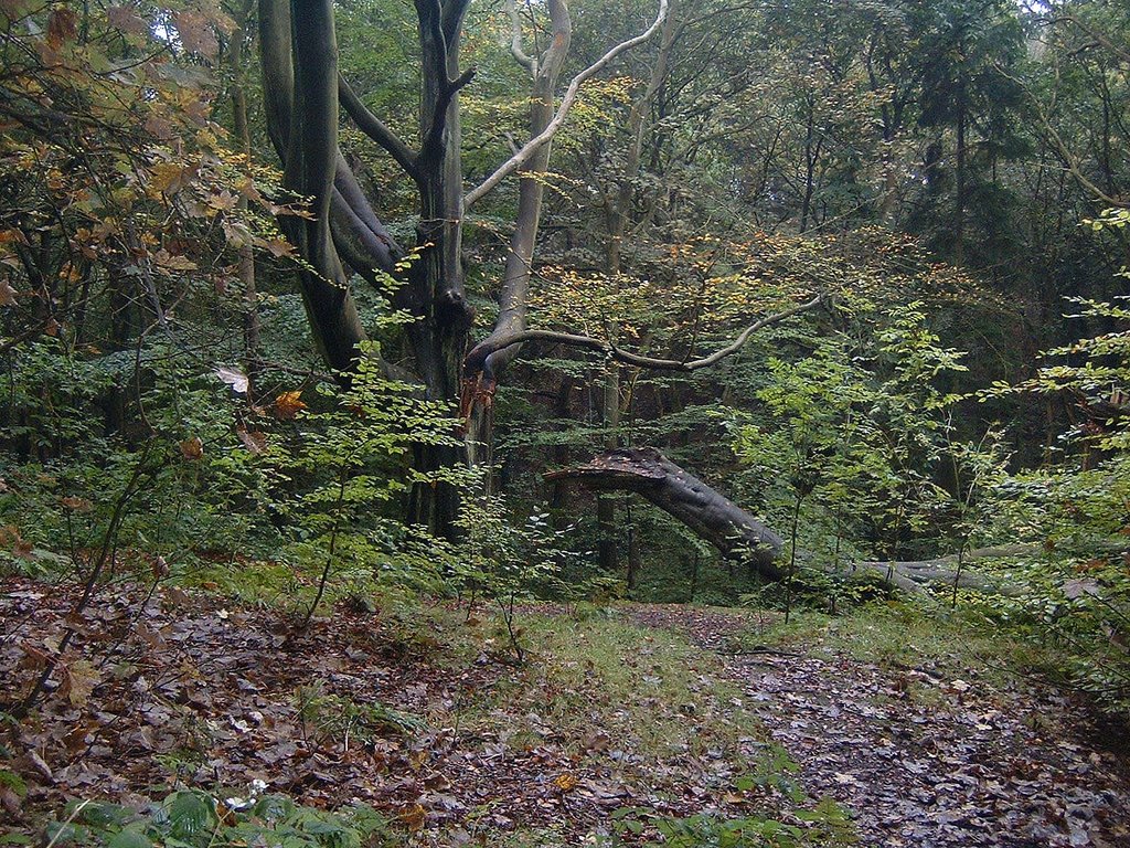 Tree in Borsdane Wood (Oct 07), Хиндли