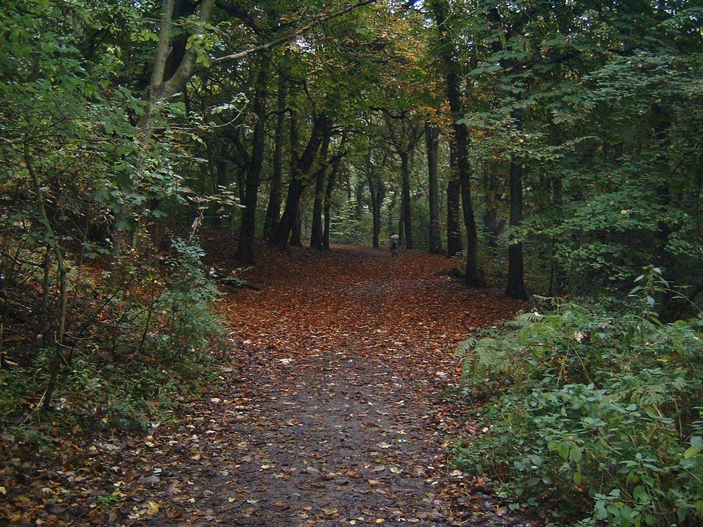 Fallen Leaves, Borsdane Wood (Oct 07), Хиндли