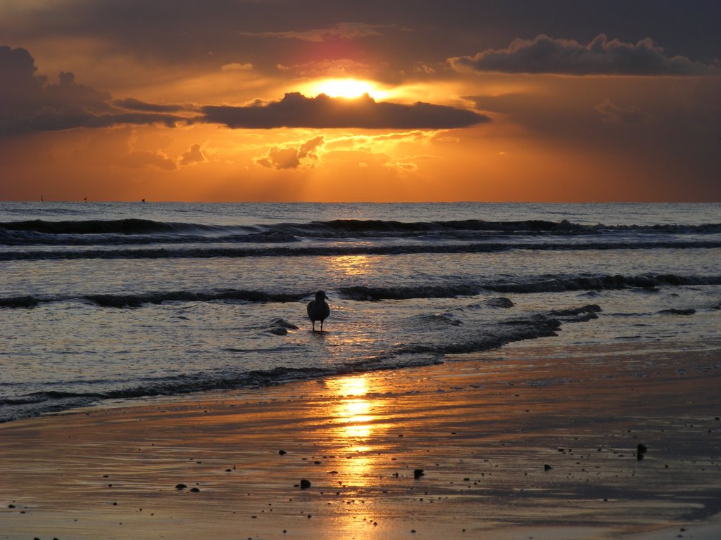 Seagull Sundown, Хоув