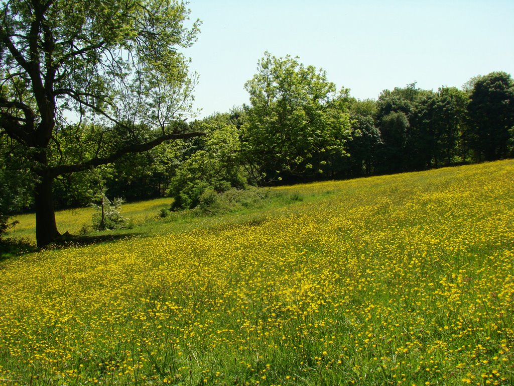 Buttercup meadow near Greno Woods, Sheffield S35, Чапелтаун