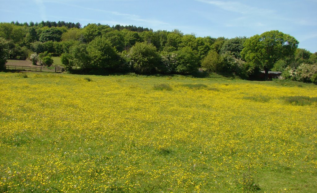 Buttercup meadow with Greno Woods behind, Sheffield S35, Чапелтаун