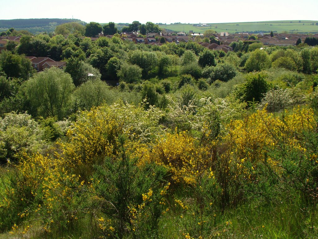 High Green in spring, Sheffield S35, Чапелтаун