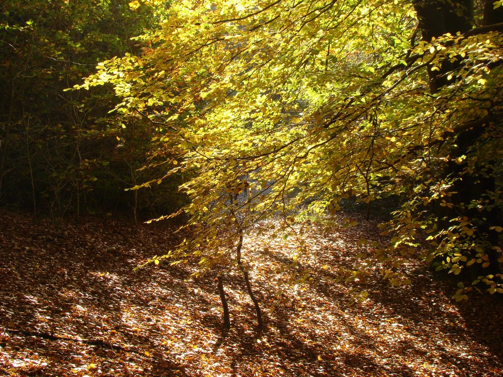 Autumn woodland, Chapeltown Park 2, Sheffield S35, Чапелтаун