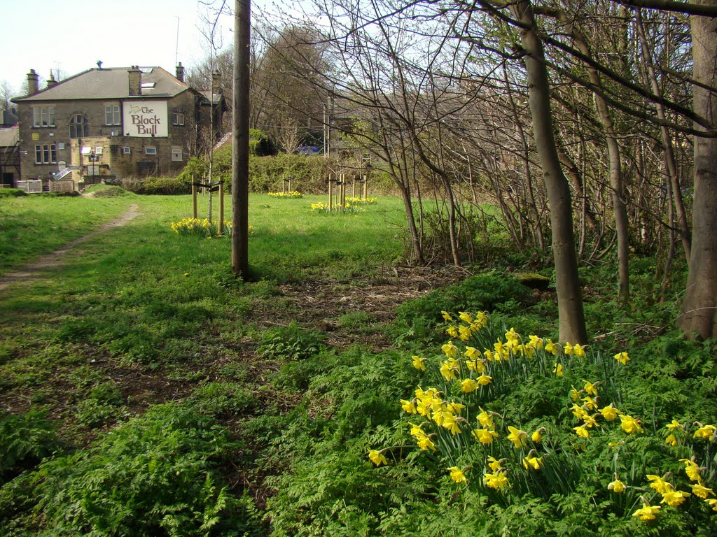 Edge of woodland daffodils looking towards The Black Bull, Ecclesfield, Sheffield S35, Чапелтаун