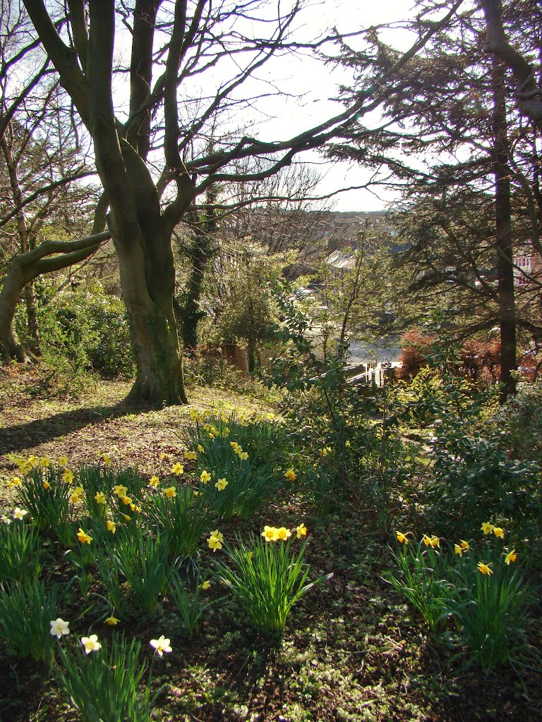 Daffodils in dappled shade, Chapeltown Park, Sheffield S35, Чапелтаун