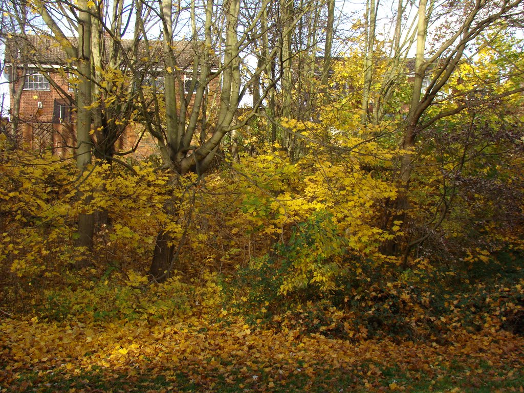 Late autumn trees screening houses at Charlton Brook, High Green, Sheffield S35, Чапелтаун