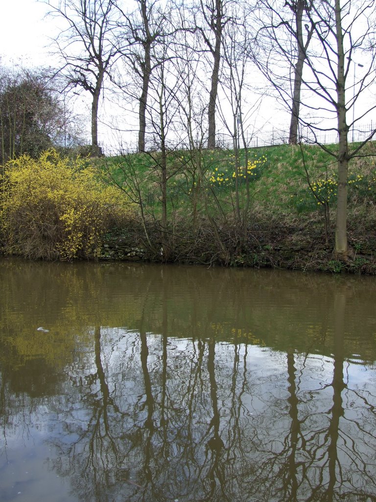 Daffodils and Forscythia reflected in Chester Canal, Честер