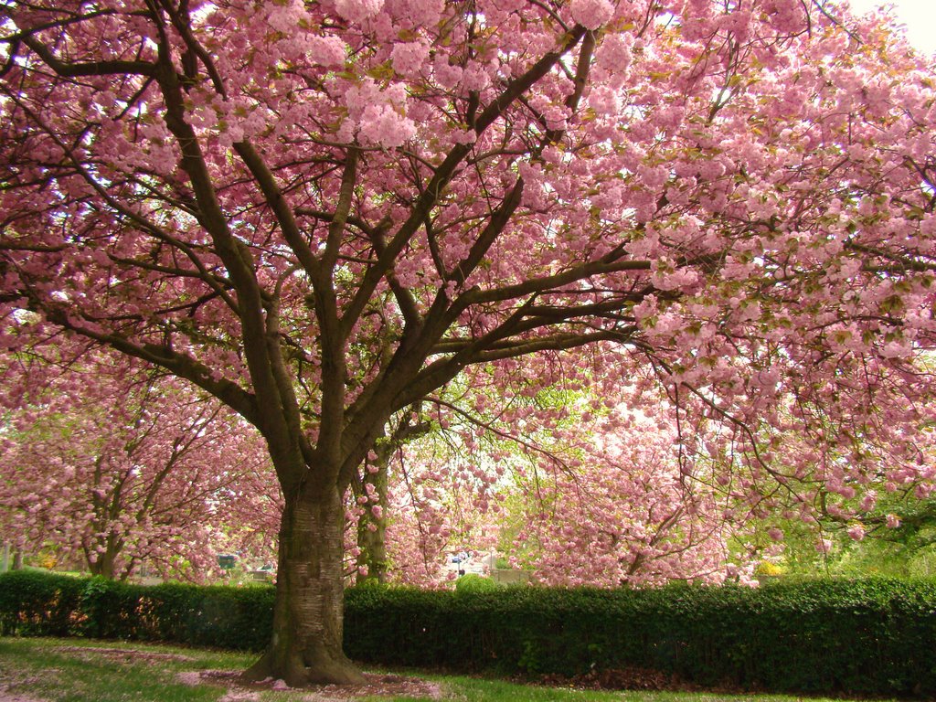 Pink flowering Cherry Blossom trees in Abbeyfield Park, Pitsmoor, Sheffield S4, Шеффилд