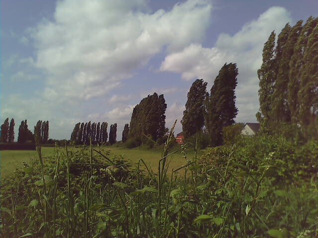 trees linning field, Эпсом