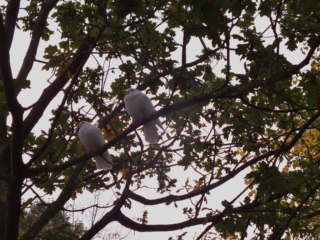 2 Beautiful white love Doves in a Tree,Claremont Gardens Esher Surrey, Эшер