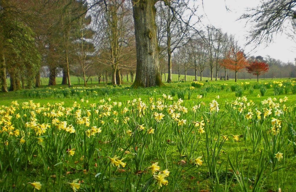 Daffodils, Колерайн