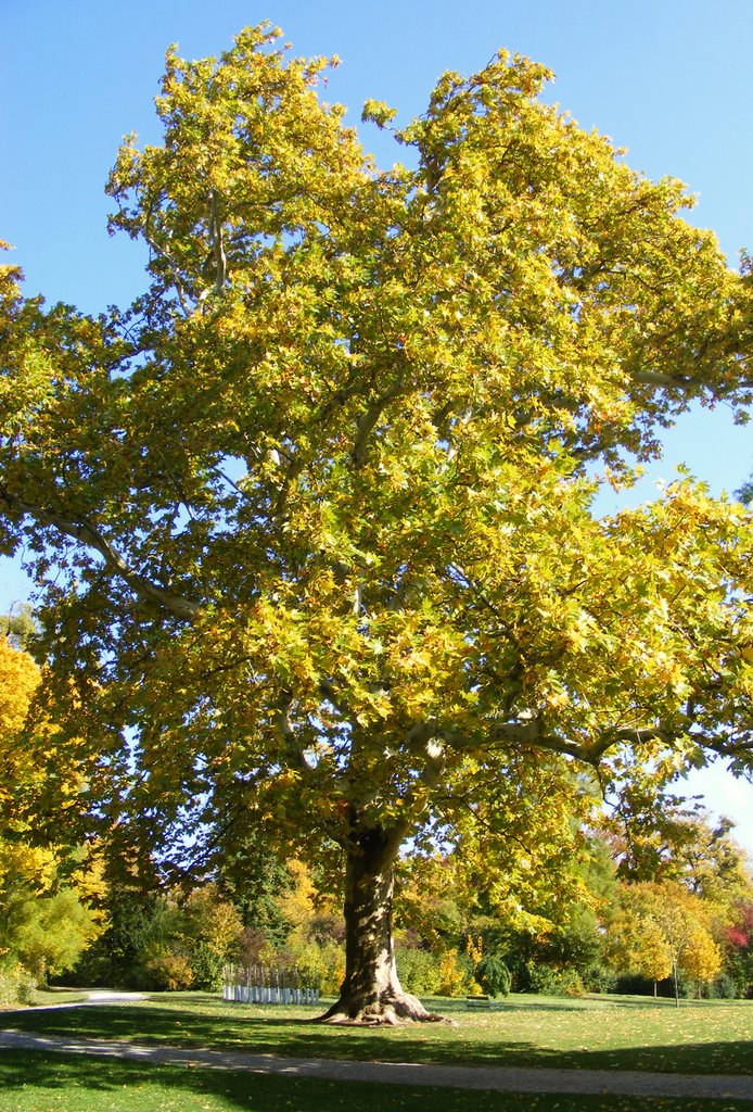 Aranyfa - Golden Tree, Айзенштадт