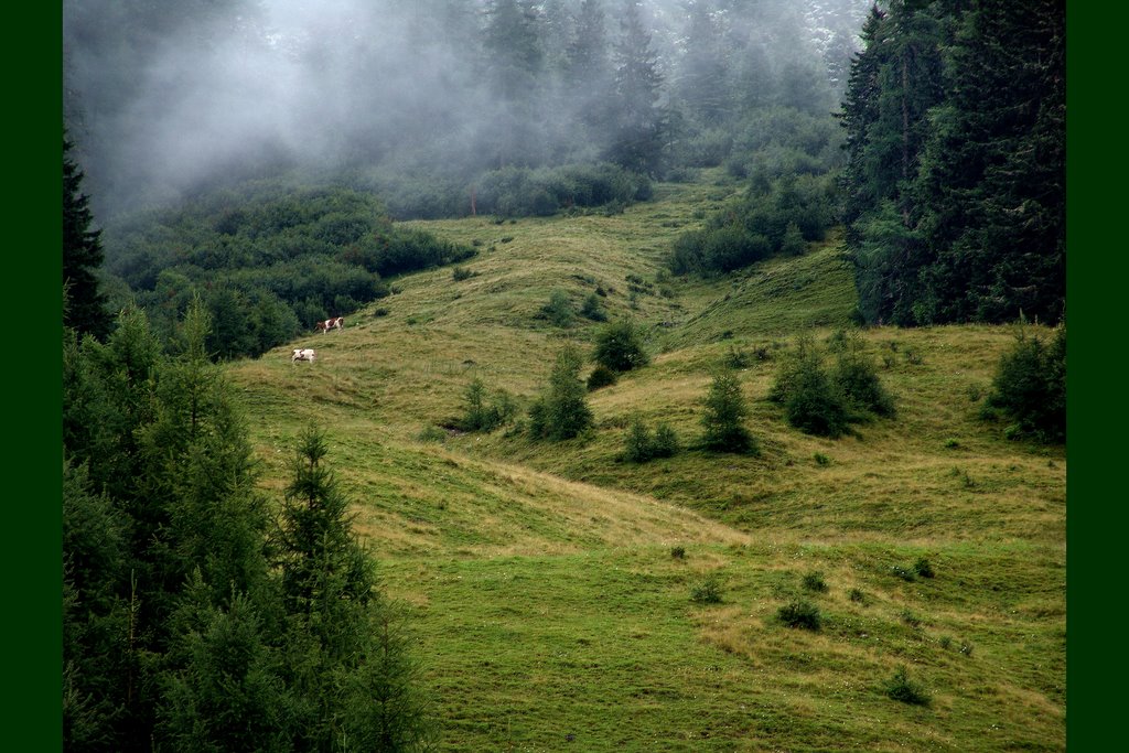 Alpine meadow, Инсбрук