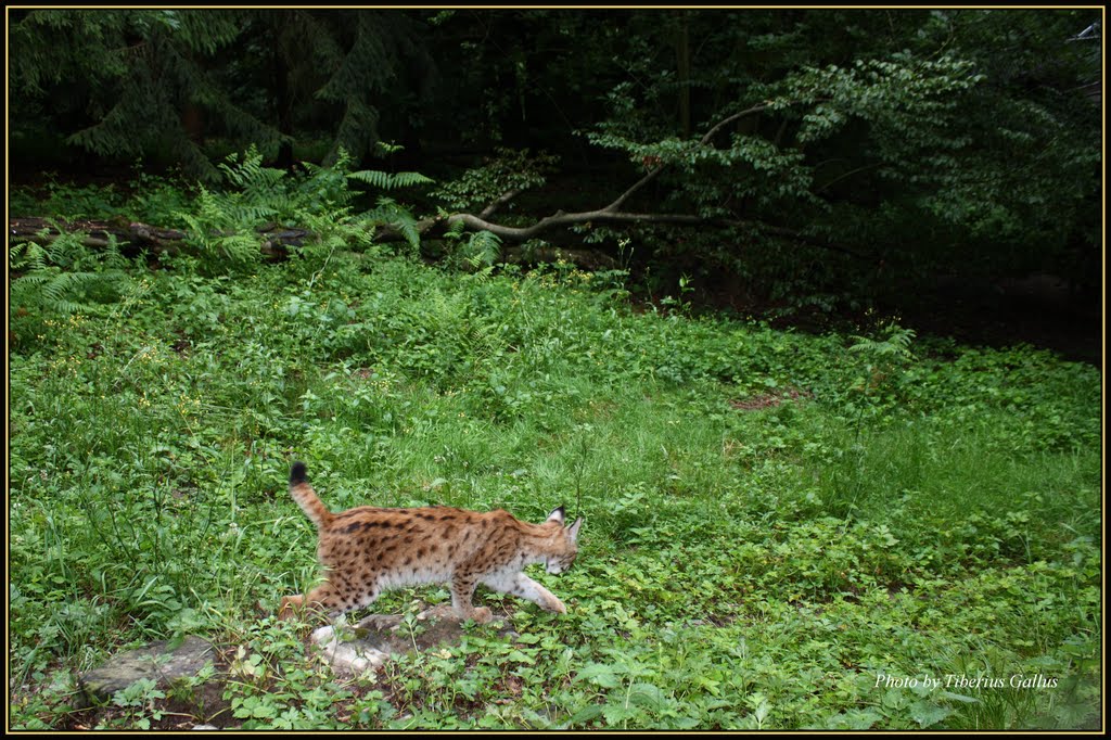 Hunting Lynx -- Vadászó hiúz, Фельдкирх