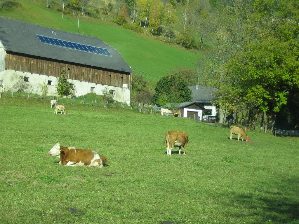 glückliche Kühe in Kärnten, Виллач