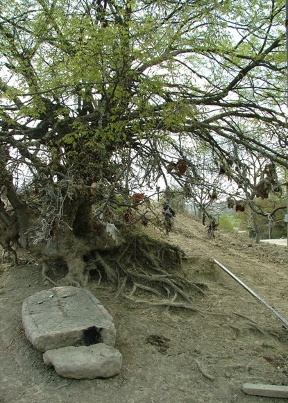 A sacrificial tree, Taghavart, Martuni region, Nagorno-Karabakh Republic, Варташен