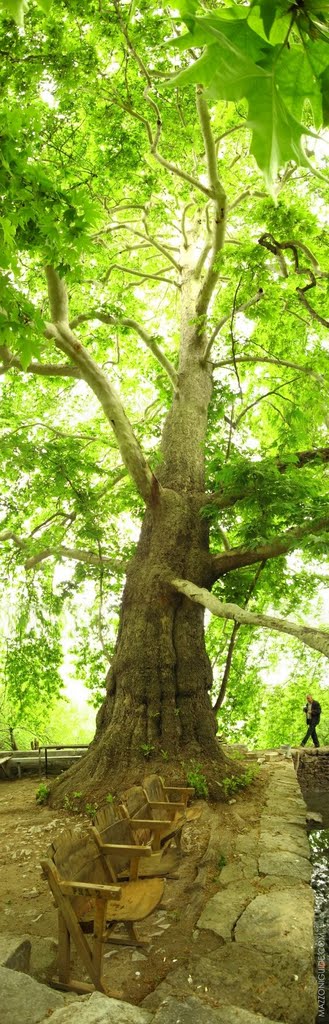 Nagorno-Karabakh Republic, giant plane tree near spring in Tyak village | Нагорно-Карабахская республика, огромный платан рядом с родником в деревне Тяк, Кировск