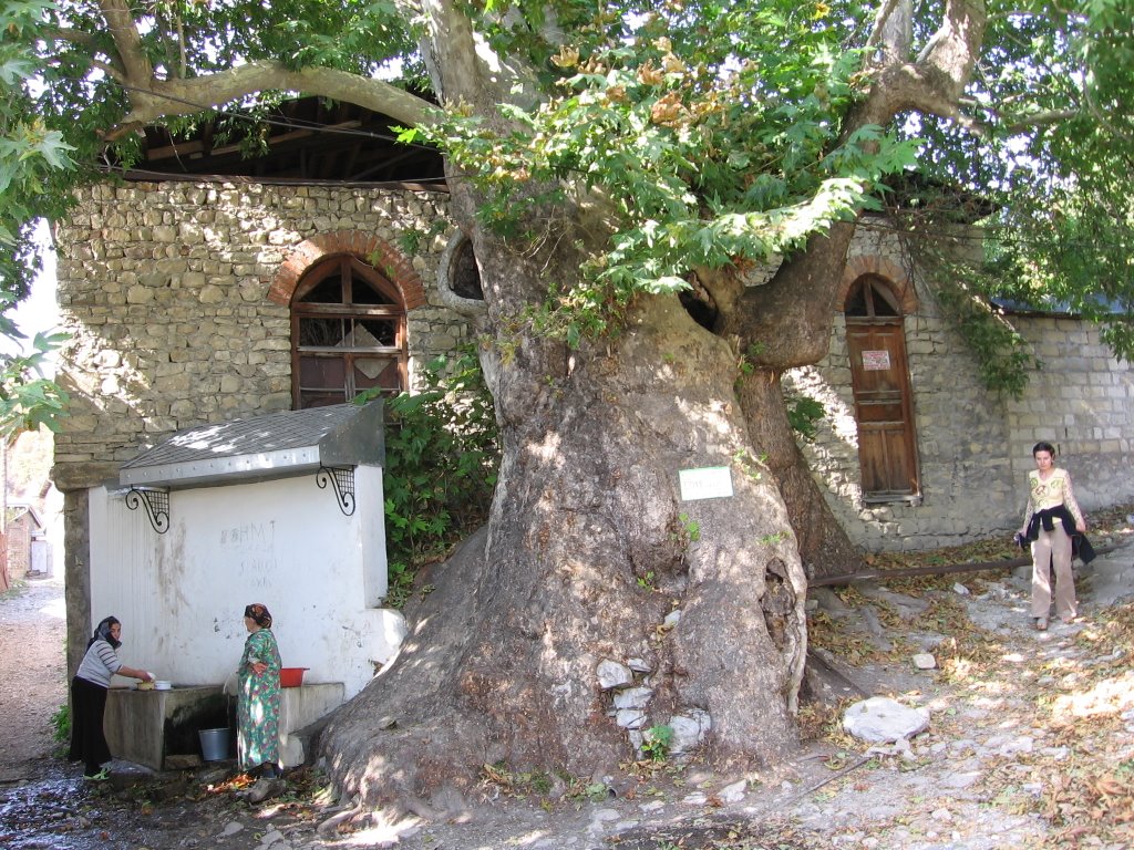 Holly Tree, Шаумяновск