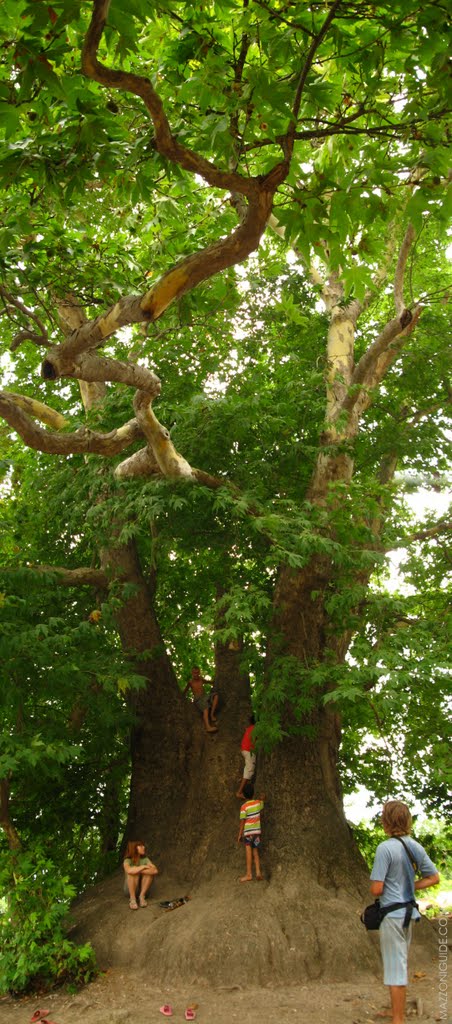 Nagorno-Karabakh Republic, 2000-years plane tree near Skhtorashen village | Нагорно-Карабахская республика, 2000-летний платан неподалёку от деревни Схторашен, Артем-Остров