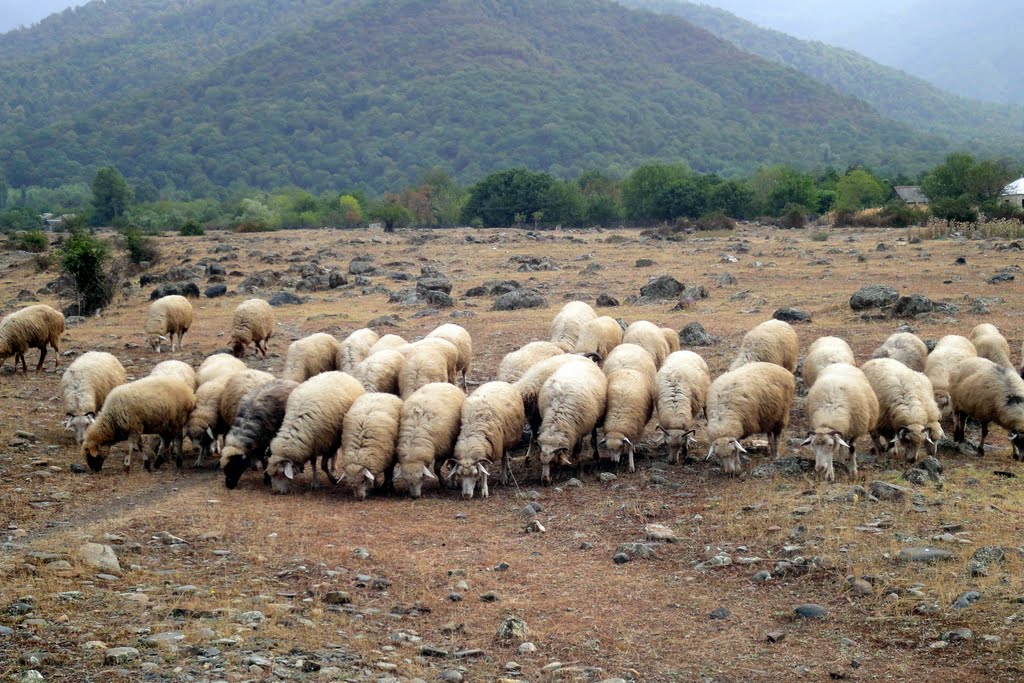 Sheep, Белоканы