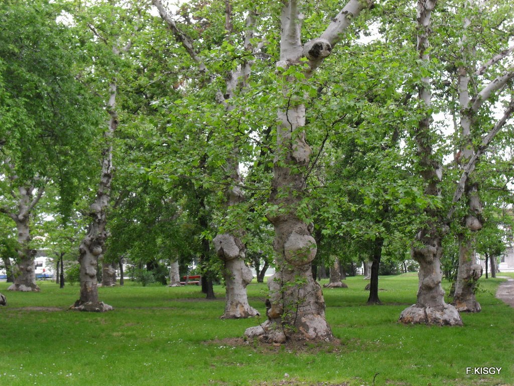 Különleges fák a parkban., Кечкемет