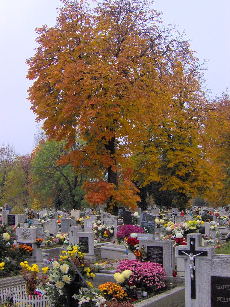 #49 Ősz és elmúlás .. (Mindszenti katolikus temető) Magyarország, Мишкольц