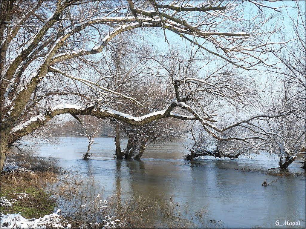 Trees in the water, Дунауйварош