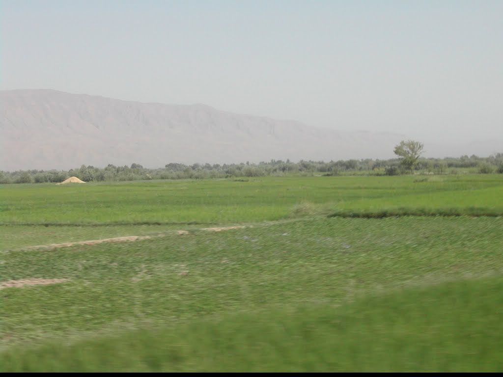 Rice Farms in Taloqan, Пяндж
