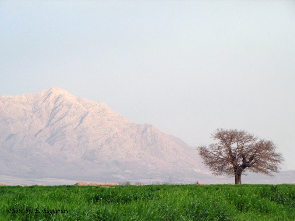 کوه و تک درخت, Душак